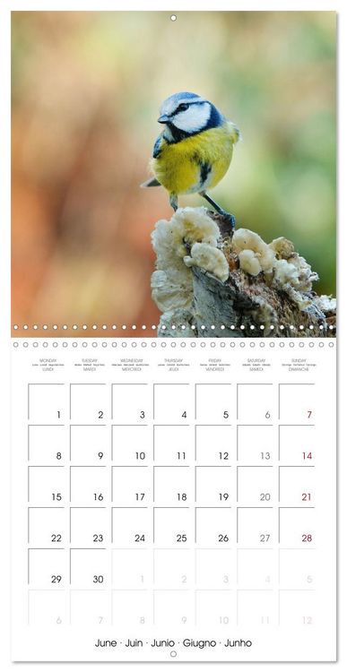 Produktbild: M&eacute;sange bleue en G&acirc;tinais (Calendrier mural carr&eacute; 2026 30x30 cm) Calendrier double avec une page pour vos prises de notes