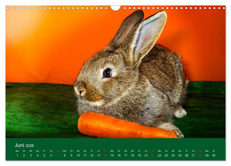 Produktbild: Lustige Kaninchen (Wandkalender 2026 DIN A3 quer), CALVENDO Monatskalender