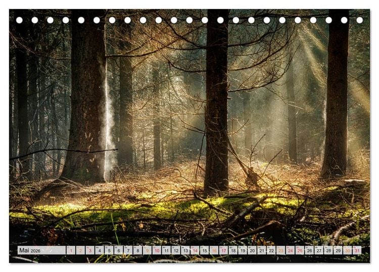 Produktbild: Wald - mystische Spazierg&auml;nge (Tischkalender 2026 DIN A5 quer), CALVENDO Monatskalender
