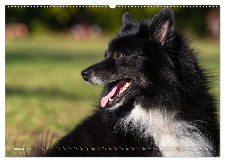 Produktbild: Islandhunde im Portrait (hochwertiger Premium Wandkalender 2026 DIN A2 quer), Kunstdruck in Hochglanz