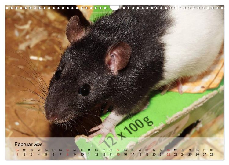 Produktbild: Ratten - Gelehrige Haustiere (Wandkalender 2026 DIN A3 quer), CALVENDO Monatskalender