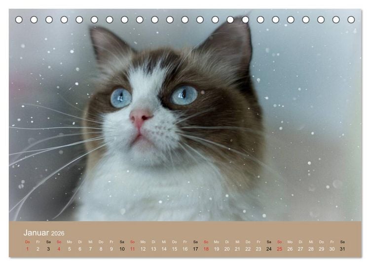 Produktbild: Verliebt in Ragdolls ... die sanfte Katzenrasse (Tischkalender 2026 DIN A5 quer), CALVENDO Monatskalender
