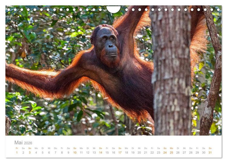 Produktbild: Orang-Utans Menschenaffen auf Borneo (Wandkalender 2026 DIN A4 quer), CALVENDO Monatskalender