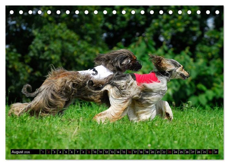 Produktbild: Kinder des Windes - Afghanischer Windhund (Tischkalender 2026 DIN A5 quer), CALVENDO Monatskalender
