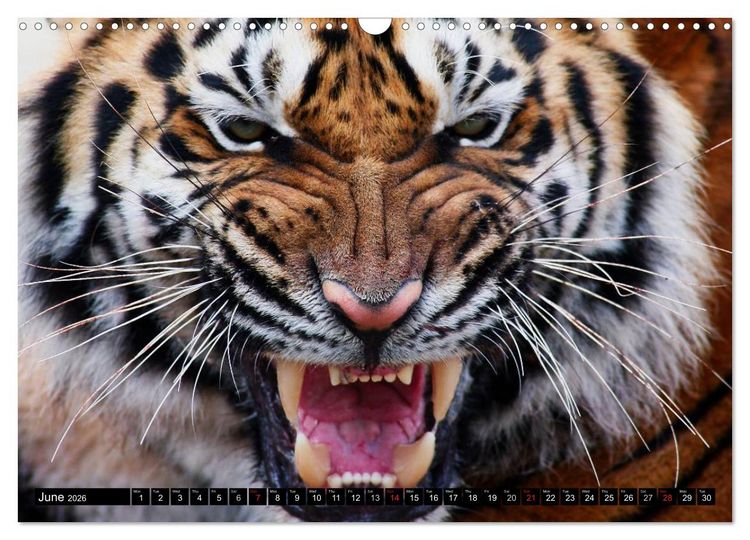 Produktbild: Big Cats &bull; Faces of the most beautiful predators (Wall Calendar 2026 DIN A3 landscape), CALVENDO 12 Month Wall Calendar