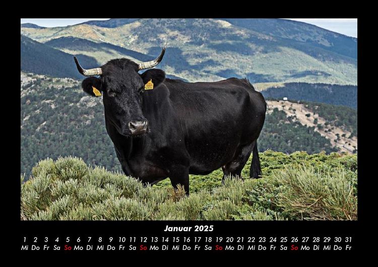 Produktbild: Kuhkalender 2025 Fotokalender DIN A3