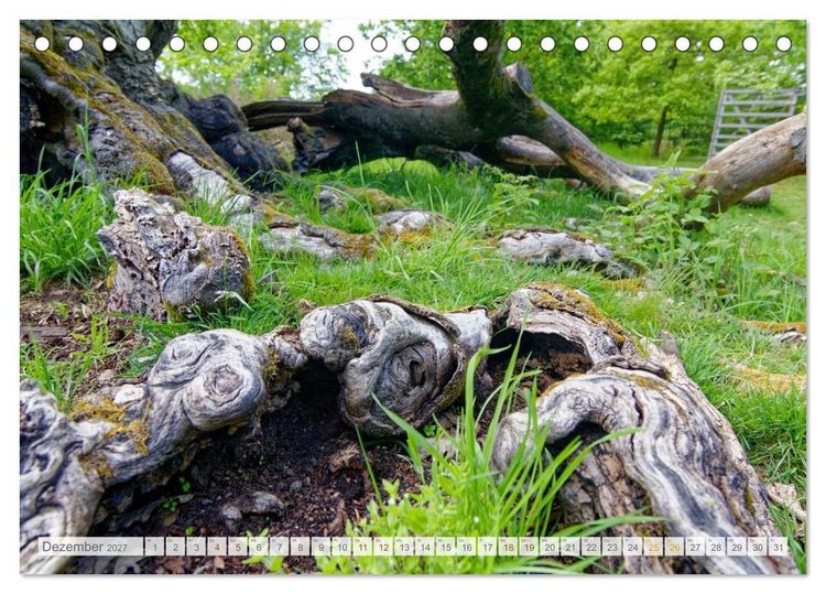 Produktbild: Hutewald Halloh - Baumriesen aus vergangenen Zeiten (Tischkalender 2027 DIN A5 quer), CALVENDO Monatskalender