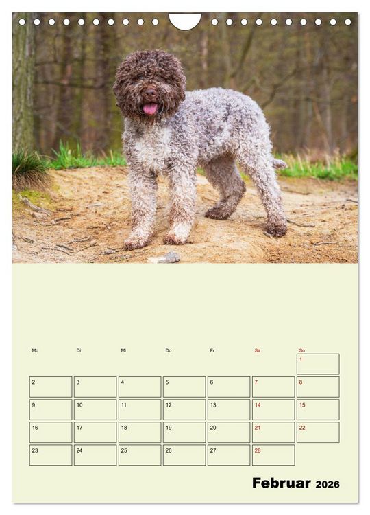 Produktbild: Lagotto Romagnolo - Der Tr&uuml;ffelhund Italiens - Planer (Wandkalender 2026 DIN A4 hoch), CALVENDO Monatskalender