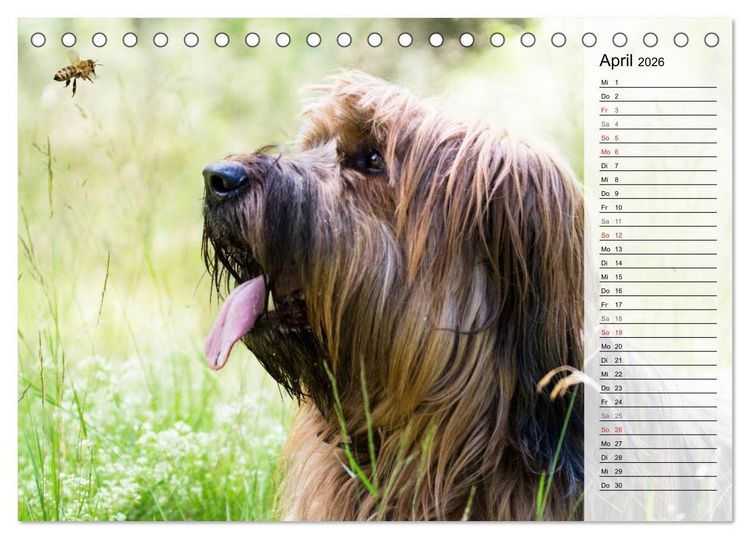 Produktbild: Der Briard 2026 - Ein echter Charmeur (Tischkalender 2026 DIN A5 quer), CALVENDO Monatskalender