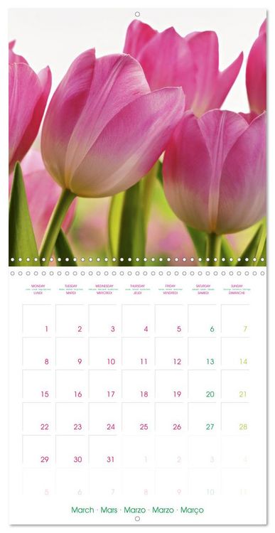 Produktbild: Tulips - Harbingers of Spring (Wall Calendar 2027 12 &times; 12 Inch) CALVENDO 12 Month Wall Calendar