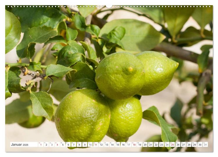 Produktbild: Emotionale Momente: Orangen & Zitronen. (Wandkalender 2026 DIN A2 quer), CALVENDO Monatskalender