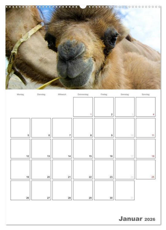 Produktbild: Kamel Portr&auml;t (hochwertiger Premium Wandkalender 2026 DIN A2 hoch), Kunstdruck in Hochglanz