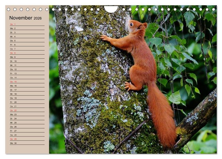 Produktbild: Eichh&ouml;rnchen. Wo sind blo&szlig; die N&uuml;sse? (Wandkalender 2026 DIN A4 quer), CALVENDO Monatskalender