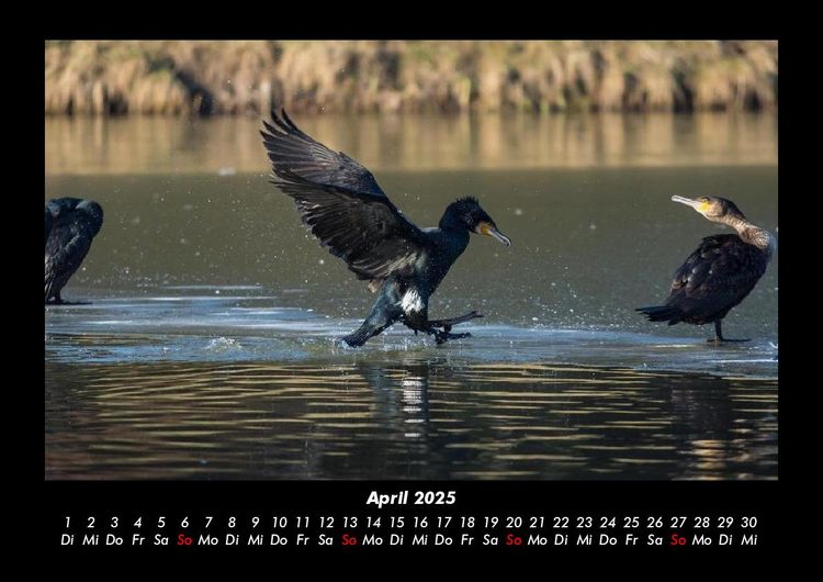Produktbild: V&ouml;gel 2025 Fotokalender DIN A3