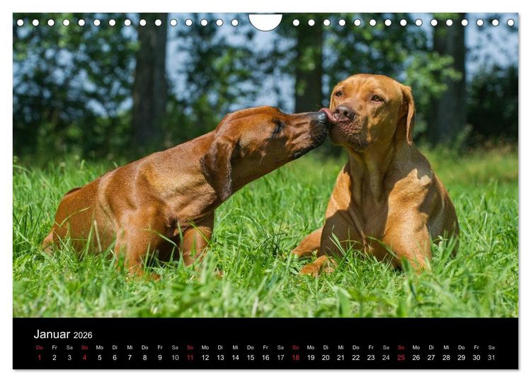 Produktbild: Rhodesian Ridgeback 2026 (Wandkalender 2026 DIN A4 quer), CALVENDO Monatskalender