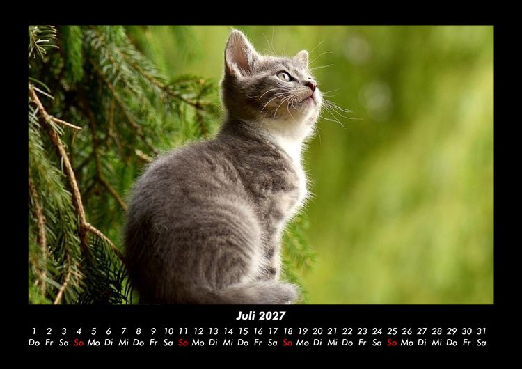 Produktbild: F&uuml;r Katzenfreunde 2027 Fotokalender DIN A3