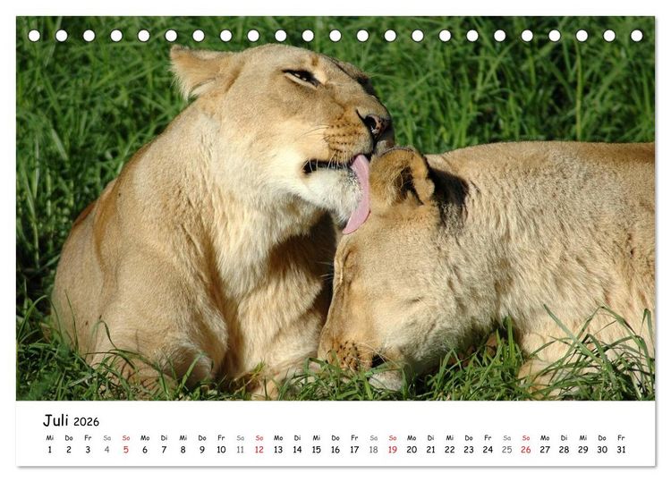 Produktbild: L&ouml;wen Impressionen (Tischkalender 2026 DIN A5 quer), CALVENDO Monatskalender