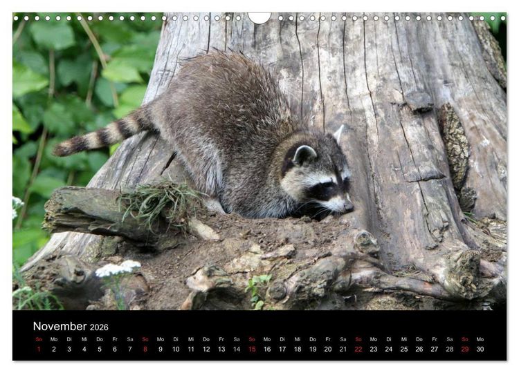 Produktbild: Waschb&auml;ren (Wandkalender 2026 DIN A3 quer), CALVENDO Monatskalender