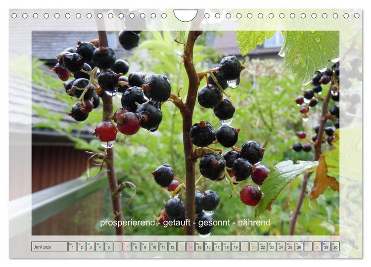 Produktbild: Entdeckend: Natur - Energie - Zufriedenheit (Wandkalender 2026 DIN A4 quer), CALVENDO Monatskalender