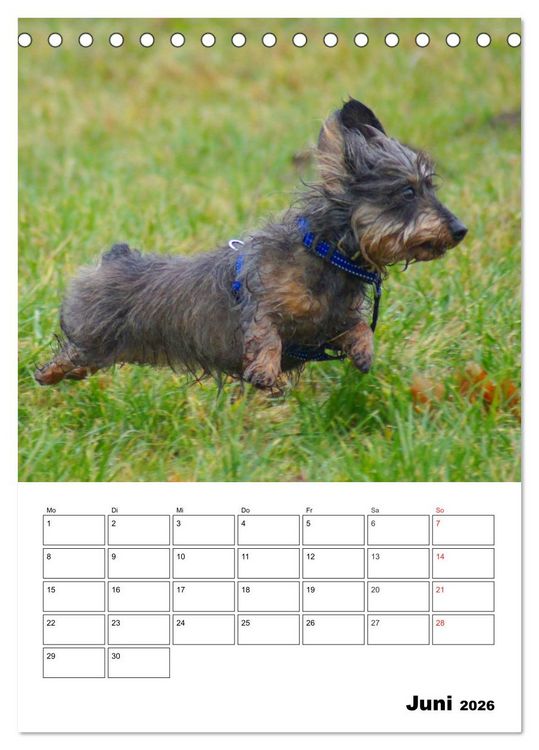 Produktbild: Liebenswerte Zwergrauhaardackel (Tischkalender 2026 DIN A5 hoch), CALVENDO Monatskalender
