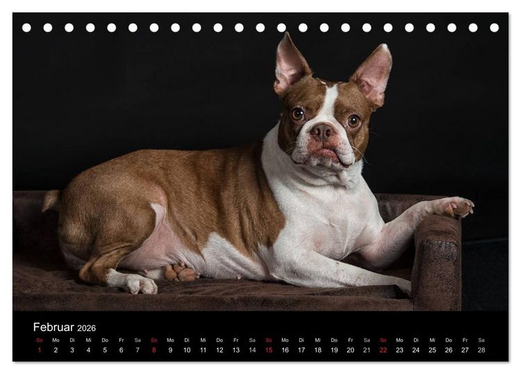 Produktbild: Colored Boston Terrier 2026 (Tischkalender 2026 DIN A5 quer), CALVENDO Monatskalender
