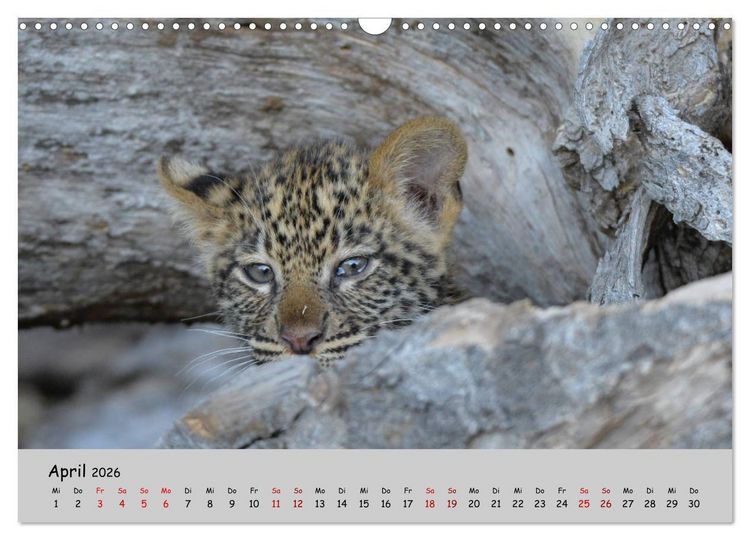 Produktbild: Leoparden - gro&szlig; und klein (Wandkalender 2026 DIN A3 quer), CALVENDO Monatskalender