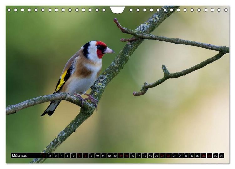 Produktbild: Wildtiere des Paderborner Landes (Wandkalender 2026 DIN A4 quer), CALVENDO Monatskalender