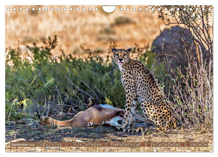Produktbild: Afrikas Tierwelt - Geparde (Wandkalender 2026 DIN A4 quer), CALVENDO Monatskalender