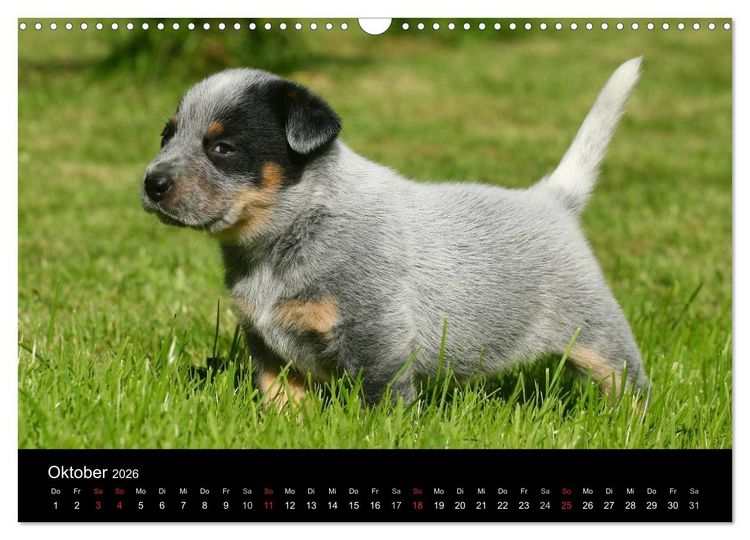 Produktbild: Australian Cattle Dog Welpen (Wandkalender 2026 DIN A3 quer), CALVENDO Monatskalender