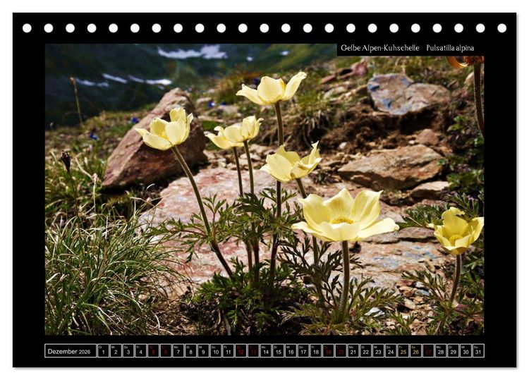 Produktbild: Alpine Flora in der Hom&ouml;opathie (Tischkalender 2026 DIN A5 quer), CALVENDO Monatskalender