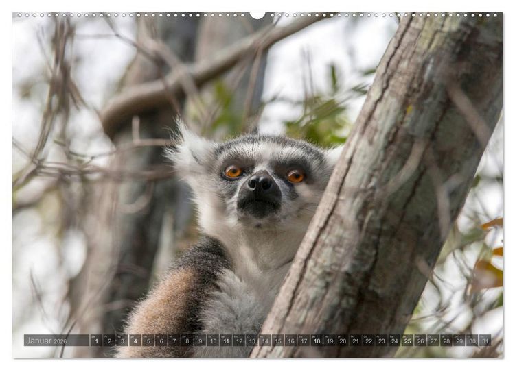 Produktbild: Tierisches Madagaskar (Wandkalender 2026 DIN A2 quer), CALVENDO Monatskalender