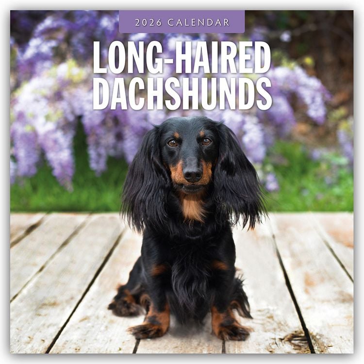 Produktbild: Long-Haired Dachshunds – Langhaardackel 2026 – 16-Monatskalender