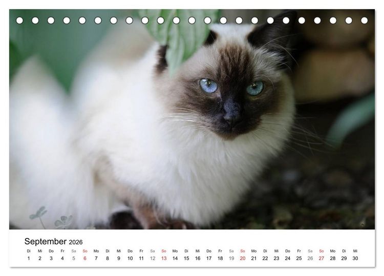 Produktbild: Rassekatzen 2026 (Tischkalender 2026 DIN A5 quer), CALVENDO Monatskalender