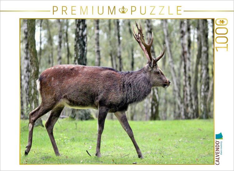 Produktbild: CALVENDO Puzzle Der Sikahirsch - Der kleine Asiat in unseren W&auml;ldern | 1000 Teile Lege-Gr&ouml;&szlig;e 64x48cm Foto-Puzzle f&uuml;r gl&uuml;ckliche Stunden
