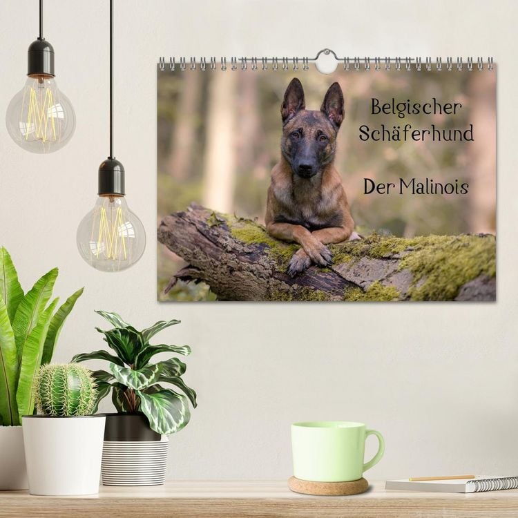 Produktbild: Belgischer Sch&auml;ferhund - Der Malinois (Wandkalender 2026 DIN A4 quer), CALVENDO Monatskalender