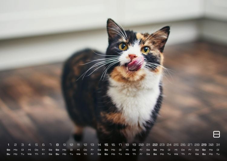 Produktbild: Miau - Unsere Stubentiger - Der Katzenkalender - 2027 - Kalender DIN A2