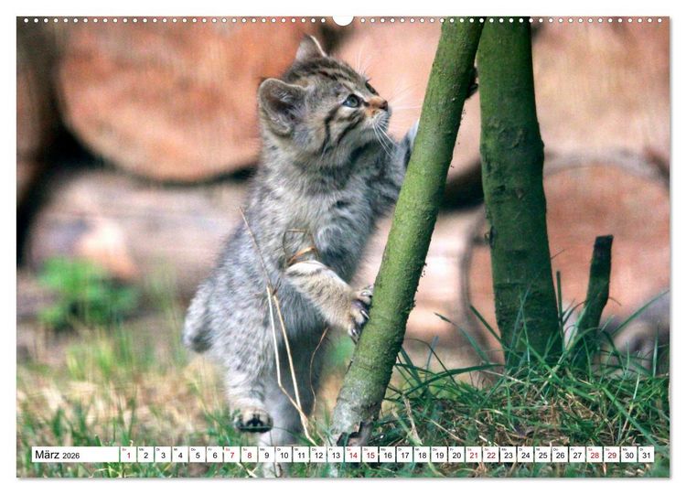 Produktbild: Wildkatzen - Die lautlosen J&auml;ger des Waldes (Wandkalender 2026 DIN A2 quer), CALVENDO Monatskalender