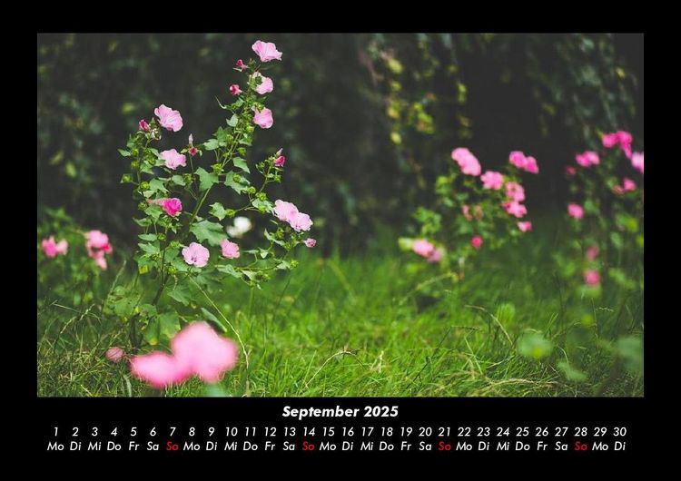 Produktbild: Blumentr&auml;ume 2025 Fotokalender DIN A3