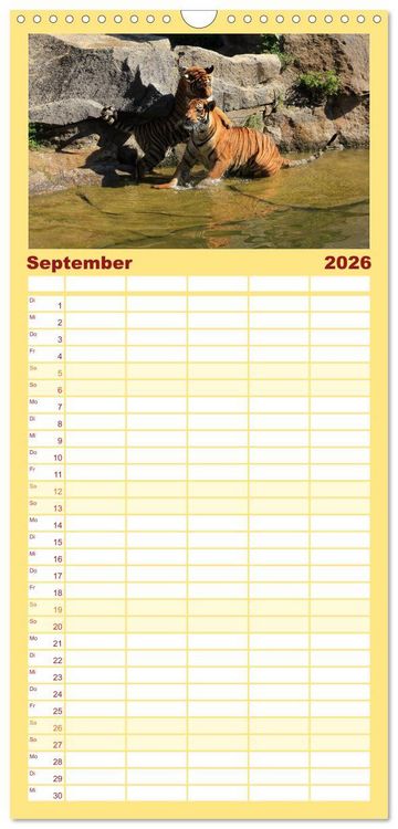 Produktbild: Familienplaner 2026 - Tiger mit 5 Spalten (Wandkalender, 21 x 45 cm) CALVENDO