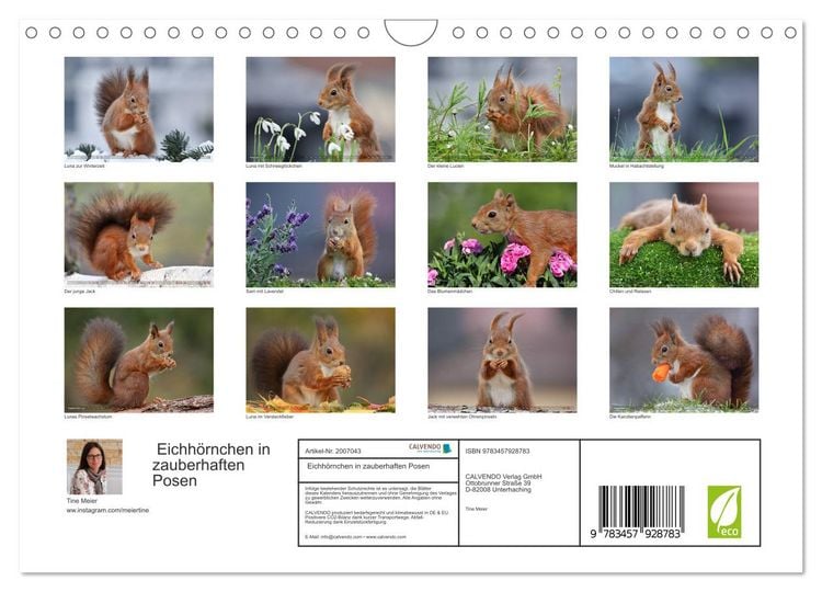 Produktbild: Eichh&ouml;rnchen in zauberhaften Posen (Wandkalender 2026 DIN A4 quer), CALVENDO Monatskalender