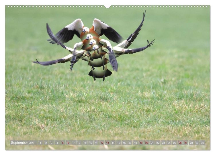 Produktbild: V&ouml;gel im Fluge (Wandkalender 2026 DIN A2 quer), CALVENDO Monatskalender