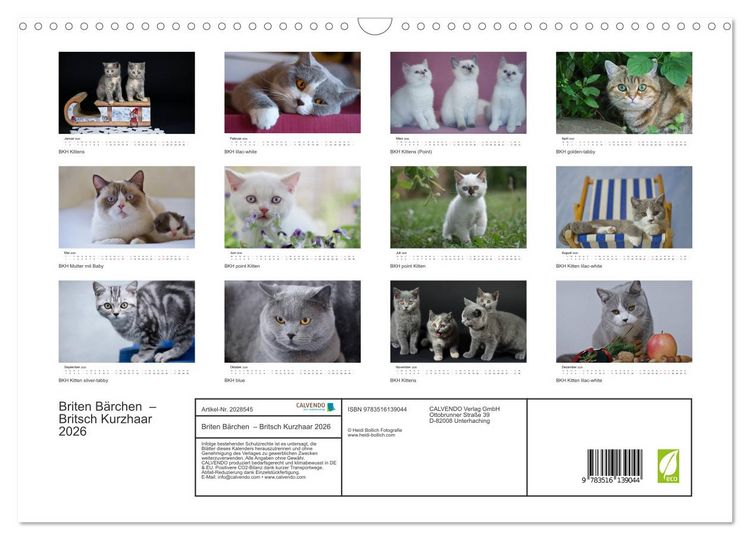 Produktbild: Briten B&auml;rchen &ndash; Britsch Kurzhaar 2026 (Wandkalender 2026 DIN A3 quer), CALVENDO Monatskalender