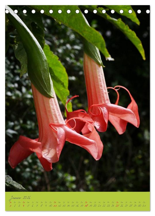 Produktbild: Brugmansia & Datura - Exotische Sch&ouml;nheiten (Tischkalender 2026 DIN A5 hoch), CALVENDO Monatskalender