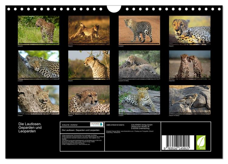 Produktbild: Die Lautlosen. Geparden und Leoparden (Wandkalender 2026 DIN A4 quer), CALVENDO Monatskalender