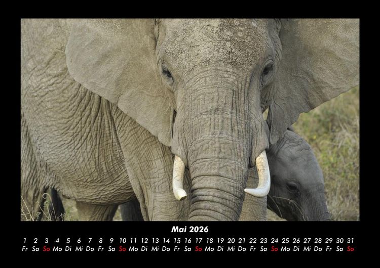 Produktbild: Der Tierkalender 2026 Fotokalender DIN A3