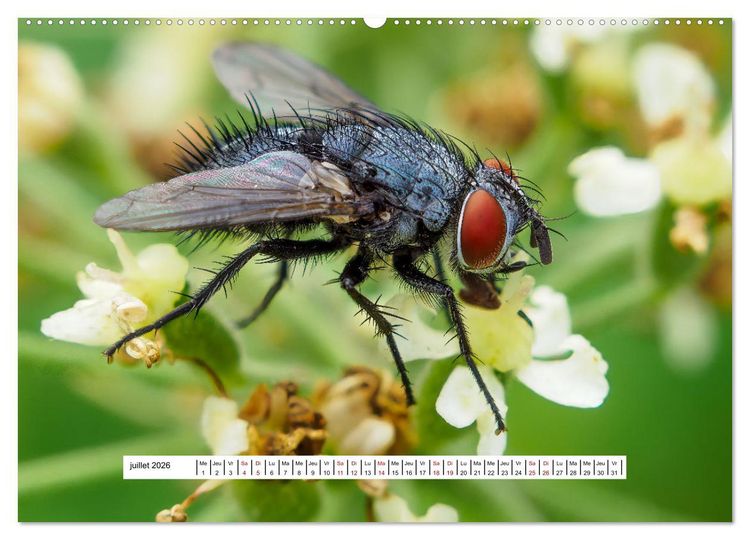 Produktbild: La vie de nos prairies - Les dipt&egrave;res (Calendrier mural 2026 DIN A2 vertical), CALVENDO calendrier mensuel