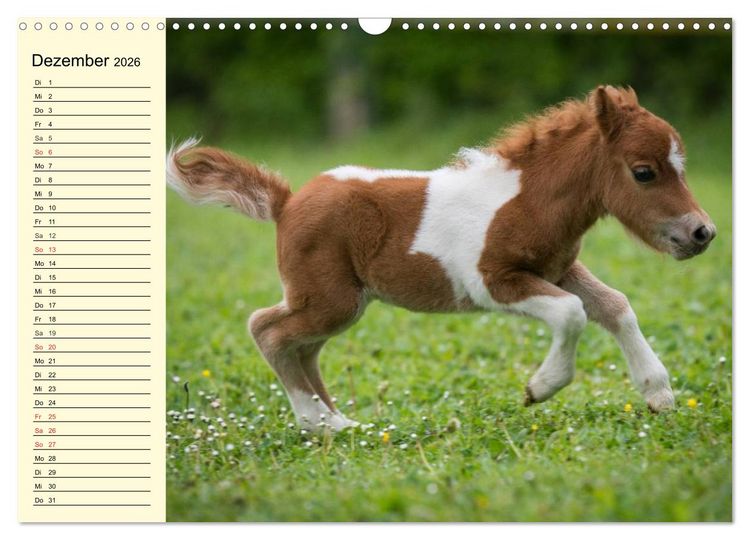 Produktbild: Ponys. Herzensbrecher mit Grips (Wandkalender 2026 DIN A3 quer), CALVENDO Monatskalender
