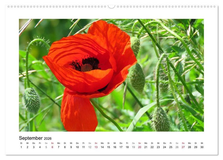 Produktbild: Mohn, zarte Bl&uuml;ten, starke Farben (hochwertiger Premium Wandkalender 2026 DIN A2 quer), Kunstdruck in Hochglanz