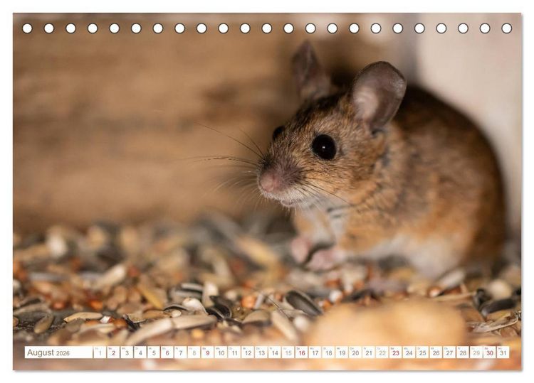 Produktbild: Die Maus im Vogelhaus (Tischkalender 2026 DIN A5 quer), CALVENDO Monatskalender