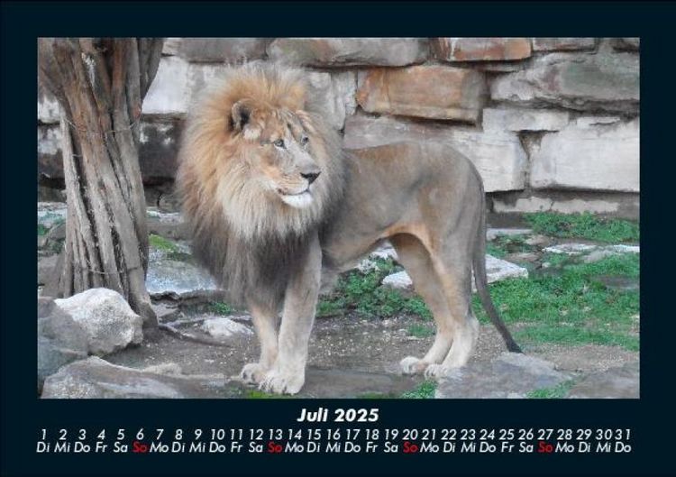 Produktbild: L&ouml;wen in der Wildnis 2025 Fotokalender DIN A5